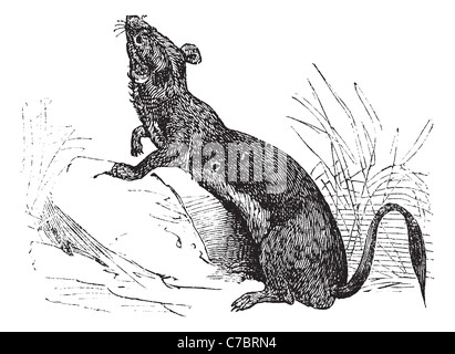 Ermellino o Ermellino o corto-tailed weasel in estate pelt incisione vintage. Vecchie illustrazioni incise di ermellino in estate PELT. Foto Stock