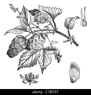 Luppolo, vintage incisione. Vecchie illustrazioni incise di luppolo, le foglie e i fiori isolati su uno sfondo bianco. Foto Stock