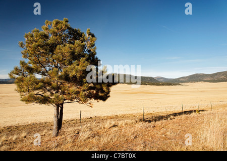 Un lone tree sorge in corrispondenza del bordo di Valle Grande caldera, Valles Caldera National Preserve, Nuovo Messico, STATI UNITI D'AMERICA Foto Stock