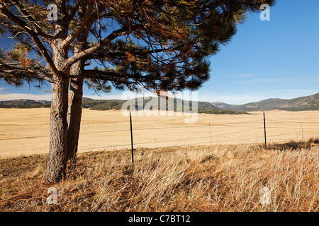 Un lone tree sorge in corrispondenza del bordo di Valle Grande caldera, Valles Caldera National Preserve, Nuovo Messico, STATI UNITI D'AMERICA Foto Stock