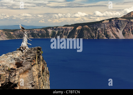 Tronco di vecchi morti snag in piedi sul bordo del cratere del lago, il Parco nazionale di Crater Lake, Oregon, USA, America del Nord Foto Stock