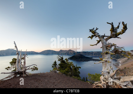 Whitebark pine tree in piedi sopra il cratere del lago all'alba, il Parco nazionale di Crater Lake, Oregon, USA, America del Nord Foto Stock