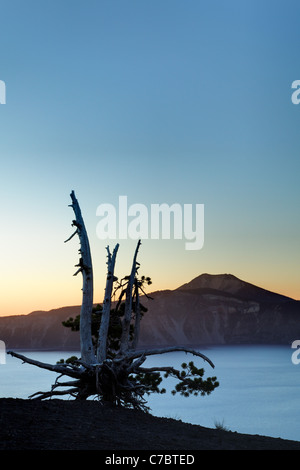 Whitebark pine tree in piedi sopra il cratere del lago all'alba, il Parco nazionale di Crater Lake, Oregon, USA, America del Nord Foto Stock