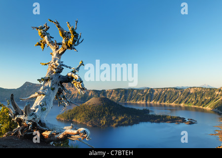 Whitebark pine tree in piedi sopra Wizard Island e il cratere del lago all'alba, il Parco nazionale di Crater Lake, Oregon, USA, America del Nord Foto Stock