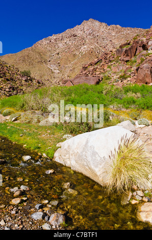 Flusso in Borrego Palm Canyon, Anza-Borrego Desert State Park, California USA Foto Stock