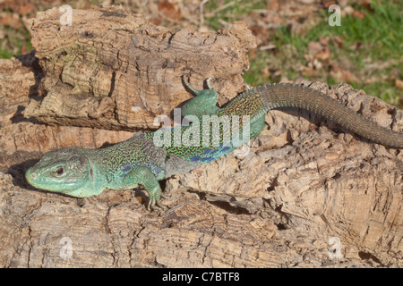 Eyed, o Ocellated o Jewelled Lizard (Timon lepidus). Desquamazione della pelle esterna o epidermide in pezzi. Foto Stock