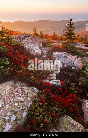 Autunno a colori nel mezzo di granito roccia sulla cima del Cadillac Mountain a sunrise, isola di Mount Desert, Parco Nazionale di Acadia, Maine Foto Stock