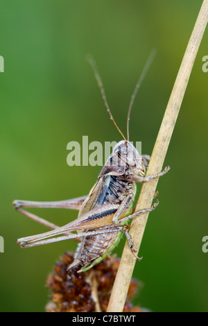 Bog Bush Cricket; Metrioptera brachyptera; maschio; Cornovaglia; Regno Unito Foto Stock