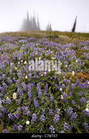 Campo di lupino in caso di nebbia, Edith Creek Basin, Paradise, il Parco Nazionale del Monte Rainier, Washington, Stati Uniti d'America Foto Stock