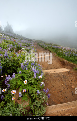 Il sentiero attraverso il campo di fiori selvatici nella nebbia, Edith Creek Basin, Paradise, il Parco Nazionale del Monte Rainier, Washington, Stati Uniti d'America Foto Stock