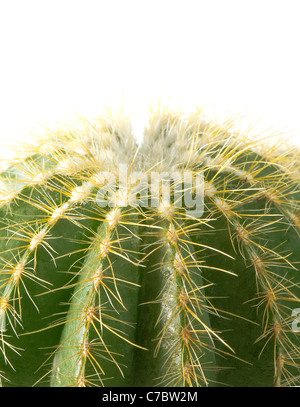 Sfondo di cactus Foto Stock