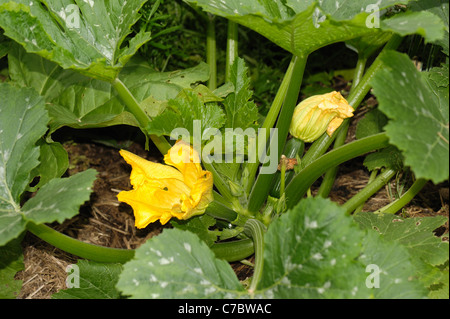 Fiori e fuit su una pianta di zucchine, Devon Foto Stock