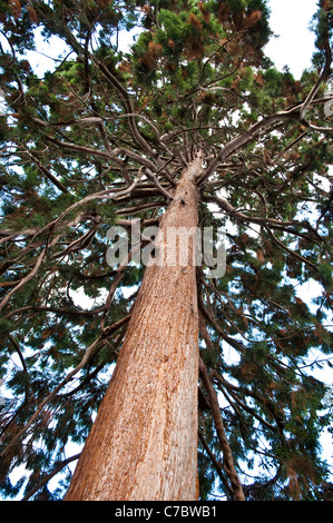 Albero di Sequoia, Twickenham, England, Regno Unito Foto Stock