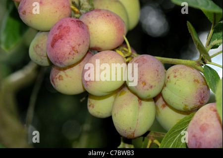 Mature Victoria prugna frutto sull'albero, Devon Foto Stock