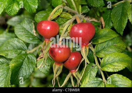 Mature grandi rose hip di Rosa rugosa rubra ornamentali e fonte di vitamina C in autunno Foto Stock