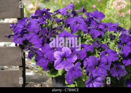 Glicine Fiorito grandiflora Petunia in un contenitore da giardino Foto Stock