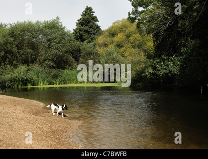 Piccolo spaniel cane su una spiaggia di ciottoli in una curva nella Lontra di fiume nei pressi di Colaton Raleigh, Devon Foto Stock