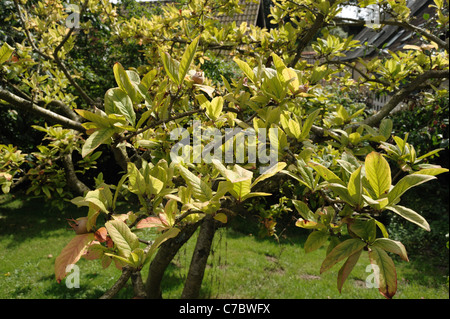 Lento declino e ingiallimento di un consolidato nespola tree - cause non è noto Foto Stock