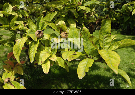 Lento declino e ingiallimento di un consolidato nespola tree - cause non è noto Foto Stock