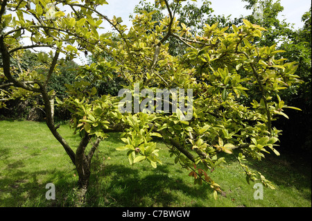 Lento declino e ingiallimento di un consolidato nespola tree - cause non è noto Foto Stock