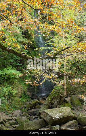 La cascata, Mallyan Spout, vicino a Goathland sulla North Yorkshire Moors in Inghilterra, visto attraverso una cortina di foglie di autunno. Foto Stock