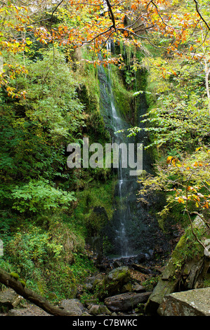 La cascata, Mallyan Spout, vicino a Goathland sulla North Yorkshire Moors in Inghilterra, avvolta all'inizio di foglie di autunno. Foto Stock