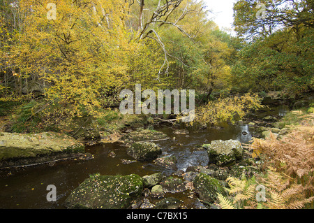 Delicate fantasie di foglie di autunno sovrasti il West Beck, vicino a Goathland sulla North Yorkshire Moors nel nord dell'Inghilterra. Foto Stock