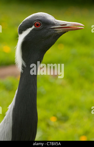 Demoiselle gru (Anthropoides virgo). Chiamando. Vocal. Foto Stock