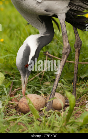 Demoiselle gru (Anthropoides virgo). Donna in piedi su nido, ridisporre e ruotando la frizione di due uova. Foto Stock