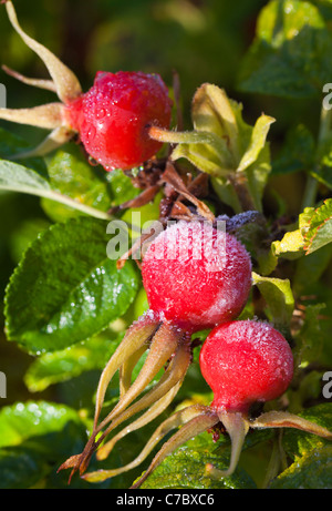 Bacche di rosa ghiacciate , Finlandia Foto Stock