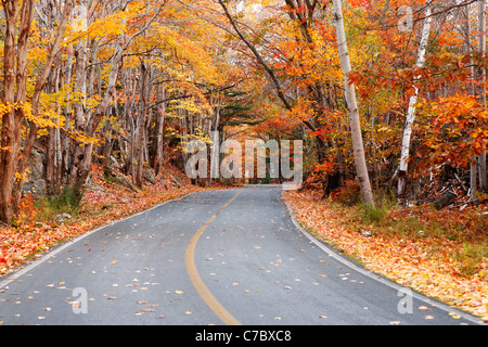 Park Road passando attraverso il fogliame di autunno, isola di Mount Desert, Parco Nazionale di Acadia, vicino a Bar Harbor, Maine, Stati Uniti d'America Foto Stock