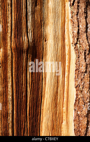 Dettaglio di bristlecone corteccia di pino, Inyo National Forest, White Mountains, CALIFORNIA, STATI UNITI D'AMERICA Foto Stock