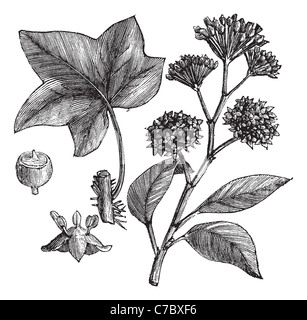 Inglese (edera Hedera helix) o comuni o ivy vintage illustrazioni incise. Trousset enciclopedia (1886 - 1891). Foto Stock