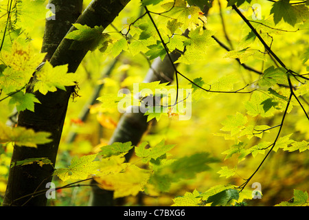 Caduta di vite colorata maple grove dei patriarchi Trail, il Parco Nazionale del Monte Rainier, Washington, Stati Uniti d'America Foto Stock