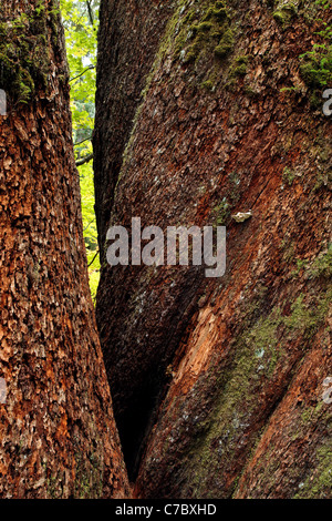 Tronchi di gigante di abete Douglas alberi, Grove dei patriarchi, il Parco Nazionale del Monte Rainier, Washington, Stati Uniti d'America Foto Stock