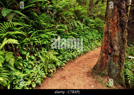 Cape Lookout trail, Cape Lookout State Park, Oregon, USA, America del Nord Foto Stock