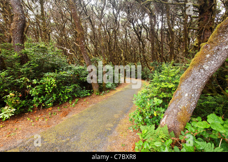 Sentiero attraverso la foresta costiera, Oregon Coast, Oregon, USA, America del Nord Foto Stock