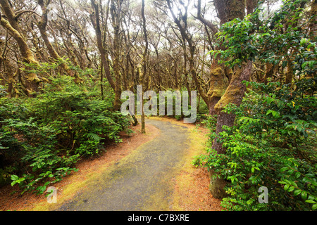 Sentiero attraverso la foresta costiera, Oregon Coast, Oregon, USA, America del Nord Foto Stock