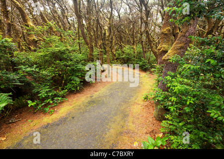 Sentiero attraverso la foresta costiera, Oregon Coast, Oregon, USA, America del Nord Foto Stock