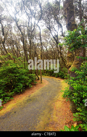 Sentiero attraverso la foresta costiera, Oregon Coast, Oregon, USA, America del Nord Foto Stock