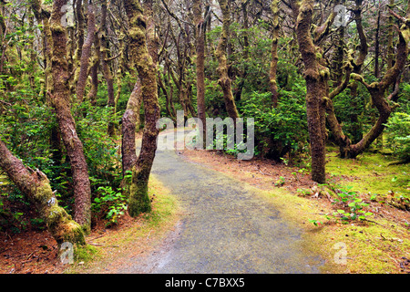 Sentiero attraverso la foresta costiera, Oregon Coast, Oregon, USA, America del Nord Foto Stock