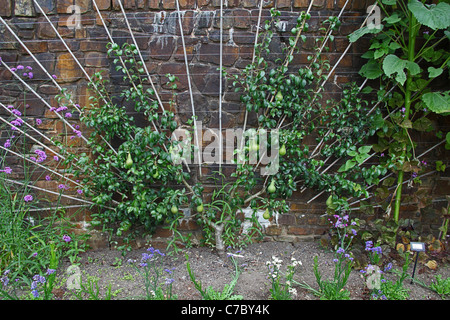 A spalliera pere addestrato presso il Royal Horticultural Society Garden a Rosemoor vicino grande Torrington, Devon, Inghilterra, Regno Unito Foto Stock