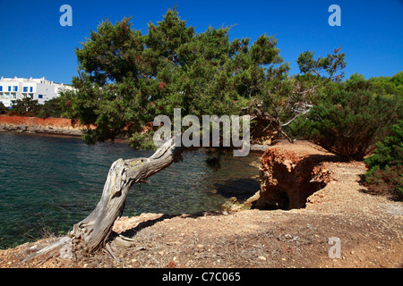 Twisted ginepro (juniperus communis), Ibiza, Spagna Foto Stock