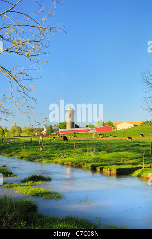 Le mucche al pascolo accanto a Mossy Creek nella Shenandoah Valley della Virginia, Stati Uniti d'America Foto Stock