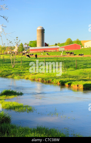 Le mucche al pascolo accanto a Mossy Creek nella Shenandoah Valley della Virginia, Stati Uniti d'America Foto Stock