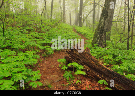 Maggio Mele e Trillium lungo Appalachian Trail in Thompson Area faunistica, Linden, Virginia, Stati Uniti d'America Foto Stock