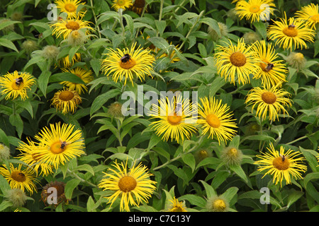 Api su fiori Doronicum nella Royal Horticultural Society Garden a Rosemoor vicino grande Torrington, Devon, Inghilterra, Regno Unito Foto Stock