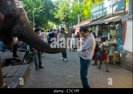 Un uomo riceve una benedizione da un elefante davanti a un tempio in Puducherry (Pondicherry), Tamil Nadu, India. Foto Stock