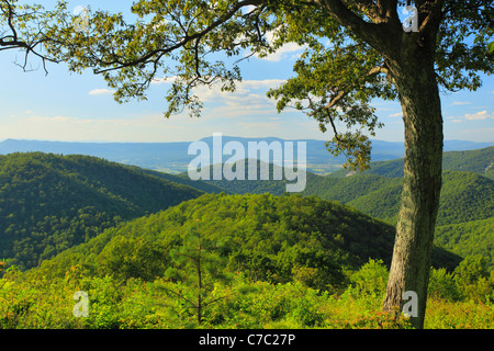 Brown Mountain si affacciano, Parco Nazionale di Shenandoah, Virginia, Stati Uniti d'America Foto Stock