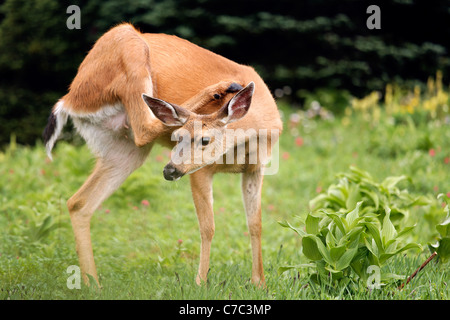 Blacktail Cervo femmina di graffiare la testa con la zampa posteriore, Paradise, il Parco Nazionale del Monte Rainier, Washington, Stati Uniti d'America Foto Stock